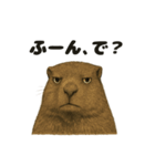 うざいマーモット（個別スタンプ：1）