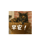 小花たちのリアル猫スタンプ(台湾華語）（個別スタンプ：1）