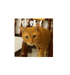小花たちのリアル猫スタンプ(台湾華語）（個別スタンプ：2）
