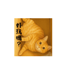 小花たちのリアル猫スタンプ(台湾華語）（個別スタンプ：3）