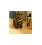 小花たちのリアル猫スタンプ(台湾華語）（個別スタンプ：4）