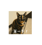 小花たちのリアル猫スタンプ(台湾華語）（個別スタンプ：5）