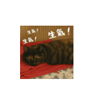 小花たちのリアル猫スタンプ(台湾華語）（個別スタンプ：6）