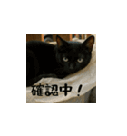 小花たちのリアル猫スタンプ(台湾華語）（個別スタンプ：8）