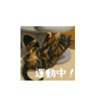小花たちのリアル猫スタンプ(台湾華語）（個別スタンプ：9）