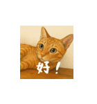 小花たちのリアル猫スタンプ(台湾華語）（個別スタンプ：10）