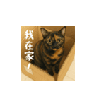 小花たちのリアル猫スタンプ(台湾華語）（個別スタンプ：12）