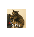 小花たちのリアル猫スタンプ(台湾華語）（個別スタンプ：13）