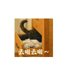 小花たちのリアル猫スタンプ(台湾華語）（個別スタンプ：15）