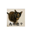小花たちのリアル猫スタンプ(台湾華語）（個別スタンプ：16）