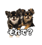 がんこファミリー（個別スタンプ：3）