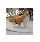 愛犬メロンさん日常スタンプPart2【実写】（個別スタンプ：1）