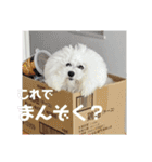 愛犬メロンさん日常スタンプPart2【実写】（個別スタンプ：2）