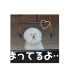 愛犬メロンさん日常スタンプPart2【実写】（個別スタンプ：3）