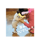 愛犬メロンさん日常スタンプPart2【実写】（個別スタンプ：4）