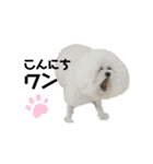 愛犬メロンさん日常スタンプPart2【実写】（個別スタンプ：7）