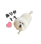 愛犬メロンさん日常スタンプPart2【実写】（個別スタンプ：8）
