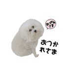 愛犬メロンさん日常スタンプPart2【実写】（個別スタンプ：9）