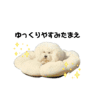 愛犬メロンさん日常スタンプPart2【実写】（個別スタンプ：10）