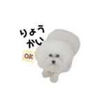 愛犬メロンさん日常スタンプPart2【実写】（個別スタンプ：12）