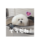 愛犬メロンさん日常スタンプPart2【実写】（個別スタンプ：13）