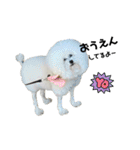 愛犬メロンさん日常スタンプPart2【実写】（個別スタンプ：15）