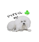 愛犬メロンさん日常スタンプPart2【実写】（個別スタンプ：17）
