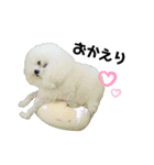 愛犬メロンさん日常スタンプPart2【実写】（個別スタンプ：19）