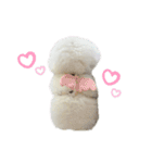 愛犬メロンさん日常スタンプPart2【実写】（個別スタンプ：21）