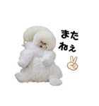 愛犬メロンさん日常スタンプPart2【実写】（個別スタンプ：22）