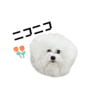 愛犬メロンさん日常スタンプPart2【実写】（個別スタンプ：25）