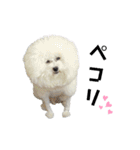 愛犬メロンさん日常スタンプPart2【実写】（個別スタンプ：26）