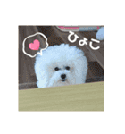 愛犬メロンさん日常スタンプPart2【実写】（個別スタンプ：28）
