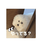 愛犬メロンさん日常スタンプPart2【実写】（個別スタンプ：29）