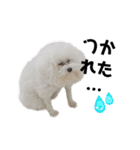 愛犬メロンさん日常スタンプPart2【実写】（個別スタンプ：30）