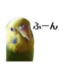 セキセイインコ とりちゃんの日常②（個別スタンプ：1）