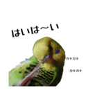セキセイインコ とりちゃんの日常②（個別スタンプ：2）