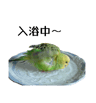セキセイインコ とりちゃんの日常②（個別スタンプ：5）