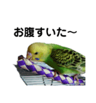 セキセイインコ とりちゃんの日常②（個別スタンプ：6）