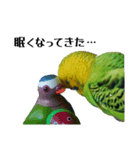 セキセイインコ とりちゃんの日常②（個別スタンプ：8）