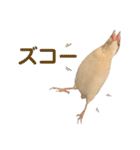 文鳥とオカメインコ3(文字大きめver)（個別スタンプ：2）