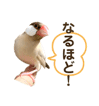 文鳥とオカメインコ3(文字大きめver)（個別スタンプ：3）