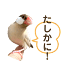 文鳥とオカメインコ3(文字大きめver)（個別スタンプ：4）