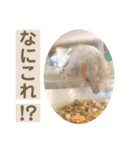 文鳥とオカメインコ3(文字大きめver)（個別スタンプ：5）