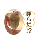 文鳥とオカメインコ3(文字大きめver)（個別スタンプ：6）