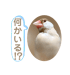 文鳥とオカメインコ3(文字大きめver)（個別スタンプ：7）