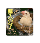 文鳥とオカメインコ3(文字大きめver)（個別スタンプ：8）