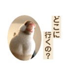 文鳥とオカメインコ3(文字大きめver)（個別スタンプ：9）