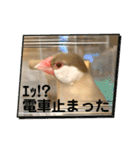 文鳥とオカメインコ3(文字大きめver)（個別スタンプ：10）