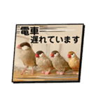文鳥とオカメインコ3(文字大きめver)（個別スタンプ：11）
